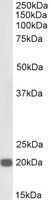 Goat anti-Kinesin 1 / UKHC, Biotinylated Antibody