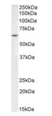 Goat anti-PLK1 Antibody