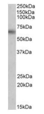 Goat anti-MAOB Antibody