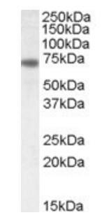 Goat anti-Netrin 1 Antibody