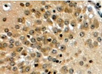 Goat anti-NOTCH3 Antibody
