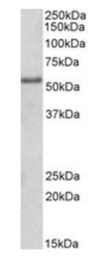 Goat anti-FOXC1 (internal) Antibody