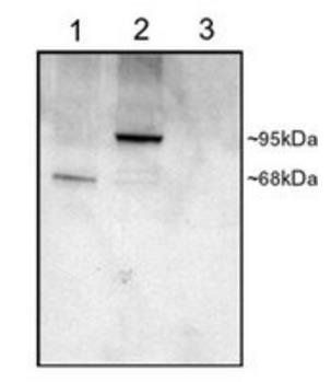 Goat anti-PDE4D Antibody
