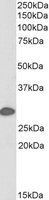 Goat anti-14-3-3 sigma / Stratifin, Biotinylated Antibody