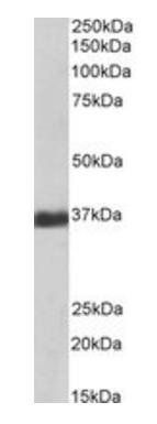 Goat anti-GAPDH (Internal), Biotinylated Antibody