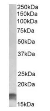 Goat anti-CDKN2A (isoform 3) Antibody