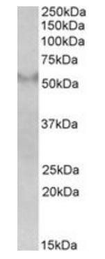 FSD1 antibody