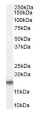 Goat anti-STMN1 / Stathmin 1 Antibody
