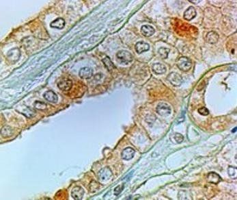Goat anti-EP1 receptor / PTGER1 Antibody