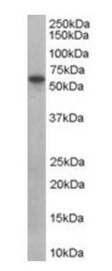 Goat anti-SNX9 Antibody