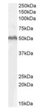 Goat anti-LEF1 Antibody