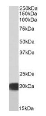 Goat anti-SOD1, Biotinylated Antibody