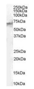 Goat anti-STAM2 Antibody