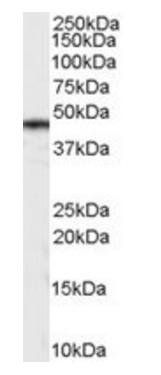 Goat anti-Casein Kinase 1, delta Antibody