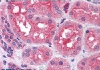 Goat anti-Prolyl Endopeptidase / PREP Antibody