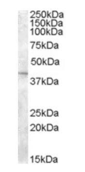 Goat anti-SLC24A5 Antibody