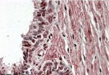 Goat anti-ZNF217 Antibody