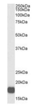 Goat anti-VHL, Biotinylated Antibody