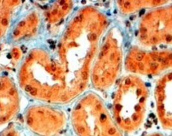Goat anti-Semaphorin 5A Antibody