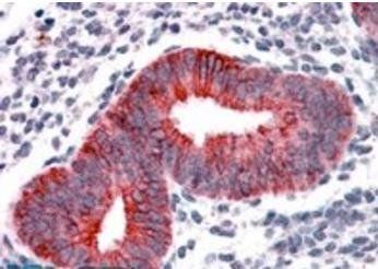 Goat anti-VPS29 (Internal) Antibody