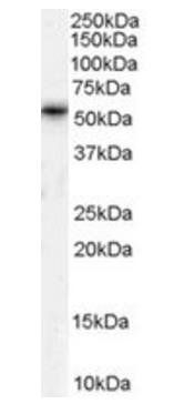 Goat anti-TPTE / PTEN2 Antibody