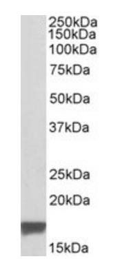 TSPO antibody