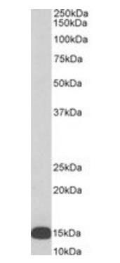 Goat anti-FLAP / ALOX5AP (internal), Biotinylated Antibody