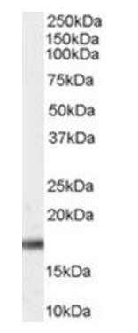 Goat anti-PIN1 Antibody