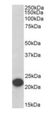Goat anti-PEBP1 / RKIP (Internal), Biotinylated Antibody