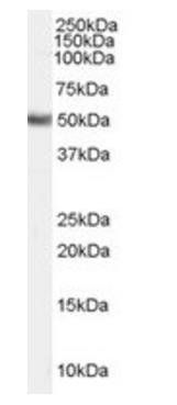 Goat anti-FADS1 Antibody