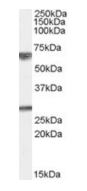 Goat anti-GPSM2 Antibody