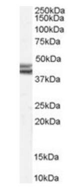 Goat anti-Npy2r (mouse) Antibody