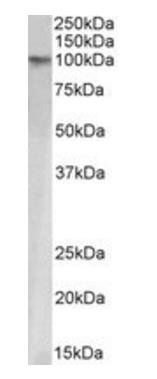 Goat anti-KAP1 Antibody