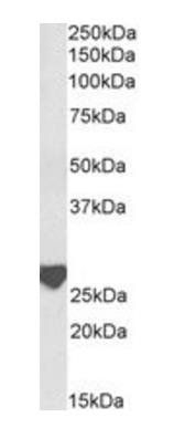 Goat anti-Latexin, Biotinylated Antibody