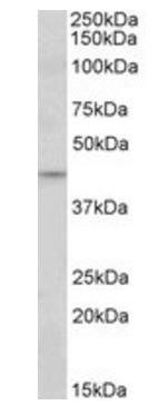 Goat anti-JUND Antibody