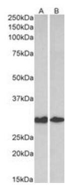 Goat anti-Galectin 3 Antibody