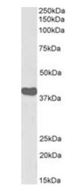 ILF2 antibody (Biotin)
