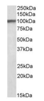 Goat anti-Hap1 (mouse) Antibody