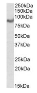 C18orf8 antibody