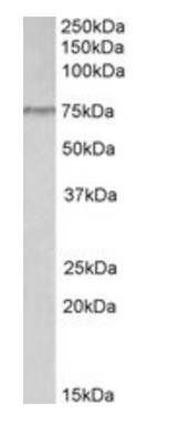 Goat anti-TORC2 (mouse) Antibody