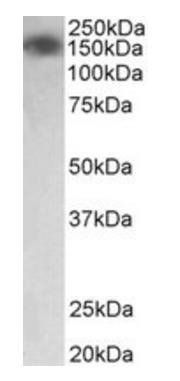 Goat anti-MYLK Antibody
