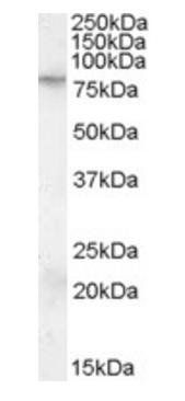 Goat anti-FMR1 Antibody