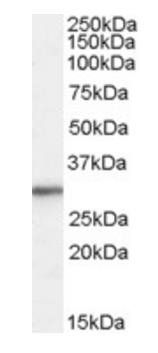 Goat anti-ribosomal protein L8 Antibody