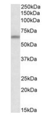 Goat anti-ATG16L1 Antibody