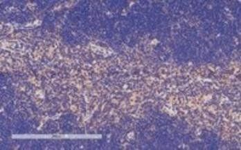 Goat anti-Tcfec (mouse) Antibody