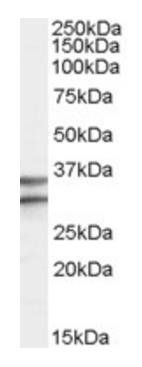 Goat anti-GPR3 Antibody