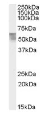 Goat anti-THRA Antibody