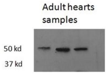 Goat anti-Thrb (zebrafish) Antibody