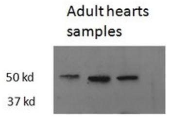 thrb antibody