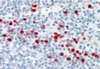Goat anti-GCC185 Antibody